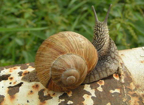 snails-214765_640